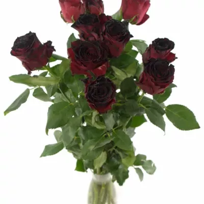 Červená růže RHODOS NOIR 70cm (L)