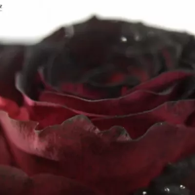 Červená růže RHODOS NOIR 70cm (L)