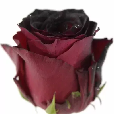 Červená růže RHODOS NOIR