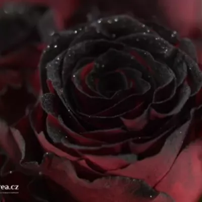 Červená růže RHODOS NOIR 70cm (L)