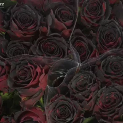 Červená růže RHODOS NOIR 70cm (L)