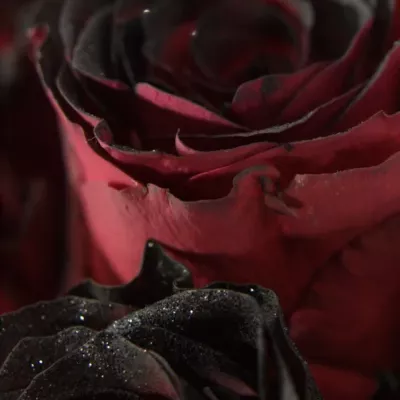 Červená růže RHODOS NOIR 70cm (L)