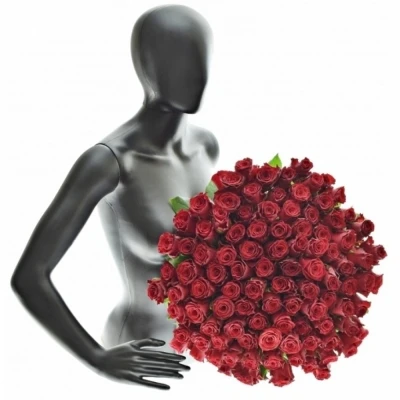 Červená růže RHODOS