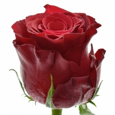 Červená růže RHODOS 90cm (XXL)