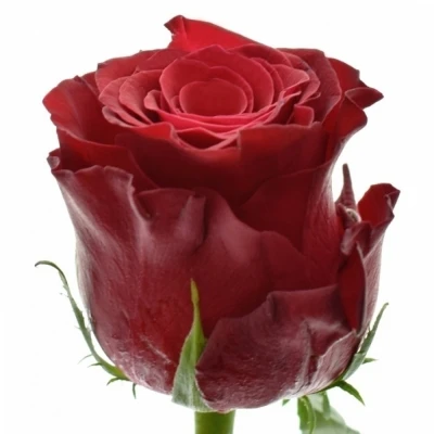 Červená růže RHODOS 70cm (XXL) SUPER