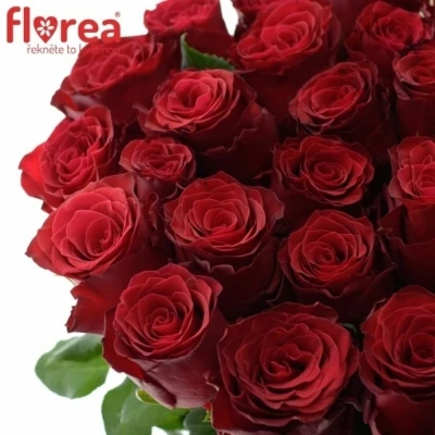 Červená růže RHODOS