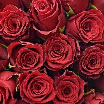 Červená růže RHODOS