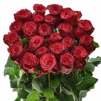 Červená růže RHODOS