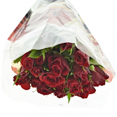 Červená růže RHYTHM 50cm (S)