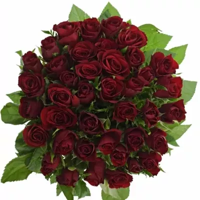 Červená růže RHYTHM 50cm (S)