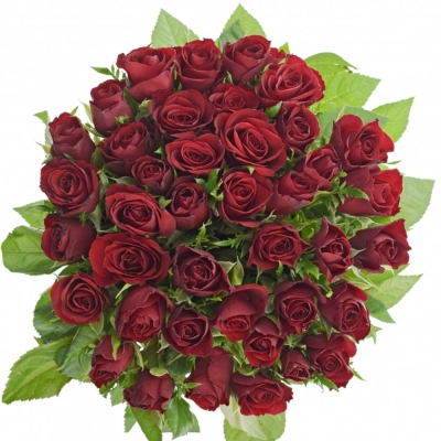 Červená růže RHYTHM 50cm (S)