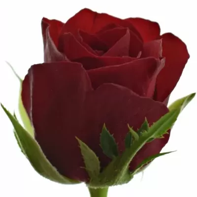 Červená růže RHYTHM 60cm (S)