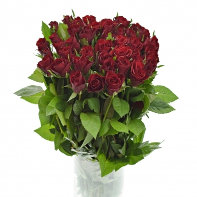 Červená růže RHYTHM 50cm (S)
