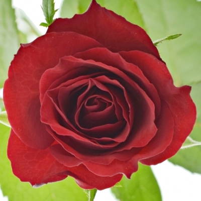 Červená růže RHYTHM 50cm (S)