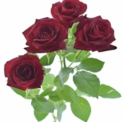 Červená růže RUBICON