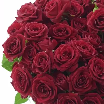 Červená růže RUBICON 70cm/7+