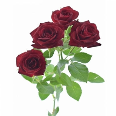 Červená ruža trsová RUBICON 40cm/4+