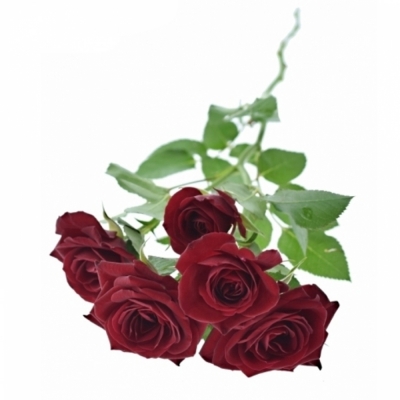 Červená ruža trsová RUBICON 80cm / 7 +