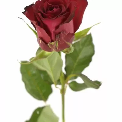 Červená růže SAMOURAI