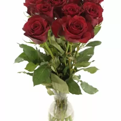 Červená růže SAMOURAI