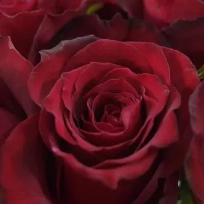Červená růže SAMOURAI