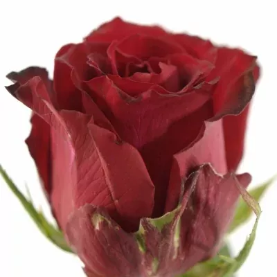 Červená růže SAMOURAI 50cm (M)