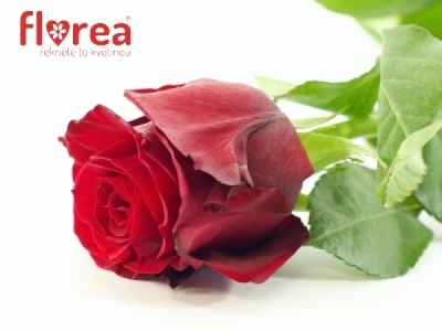 Červená růže SEXY RED 60cm
