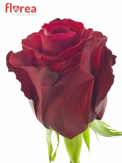 Červená růže SEXY RED 60cm