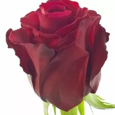 Červená růže SEXY RED 70cm