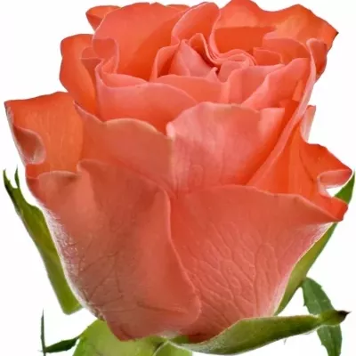 Oranžová růže SIMBA 50cm (S)