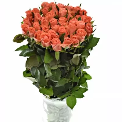 Červená růže SIMBA 50cm (S)