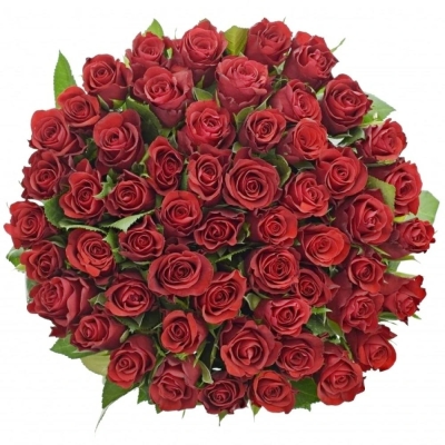 Červená růže SIMPLY RED