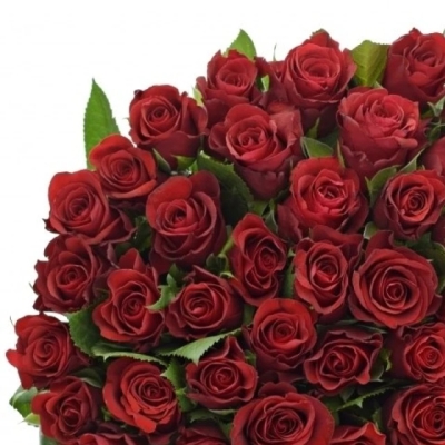 Červená růže SIMPLY RED