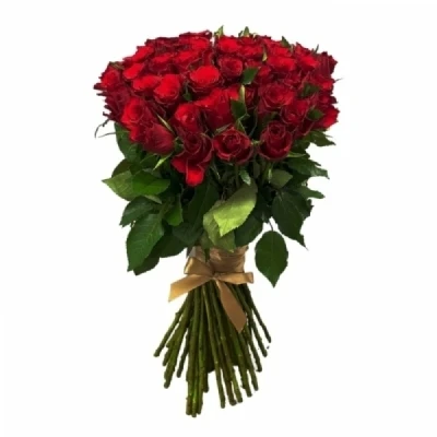 Červená růže SIMPLY RED