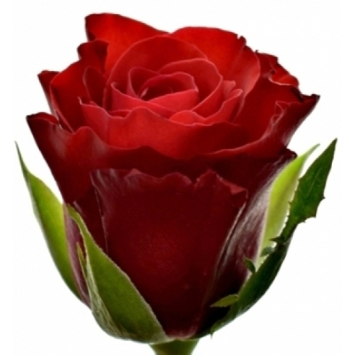 Červená růže SIMPLY RED+ 50 cm (M)