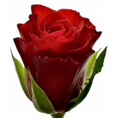 Červená růže SIMPLY RED+ 50 cm (M)