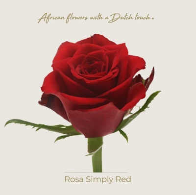Červená růže SIMPLY RED
