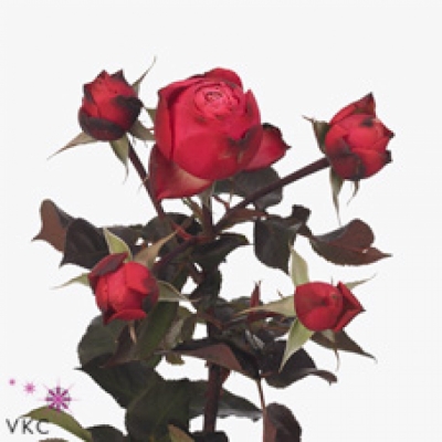 Červená růže trsová STRAWBERRY FREELA 40 cm / 4+