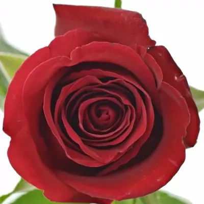 Červená růže THUNDER 60cm (M)