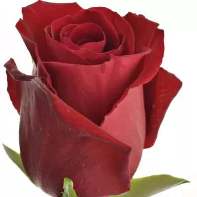 Červená růže THUNDER 50cm (M)