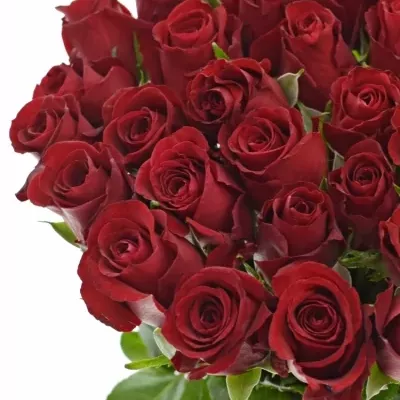 Červená růže THUNDER 60cm (M)