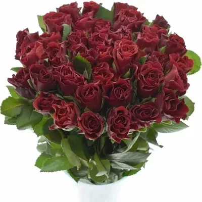 Červená růže Torero