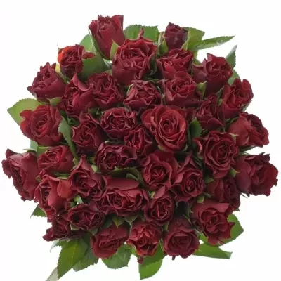 Červená růže Torero