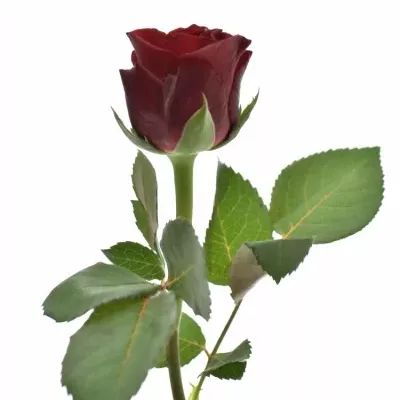 Červená růže Torero