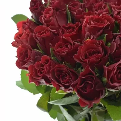 Červená růže Torero