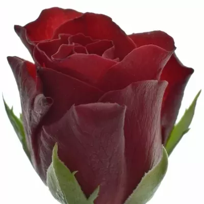 Červená růže Torero