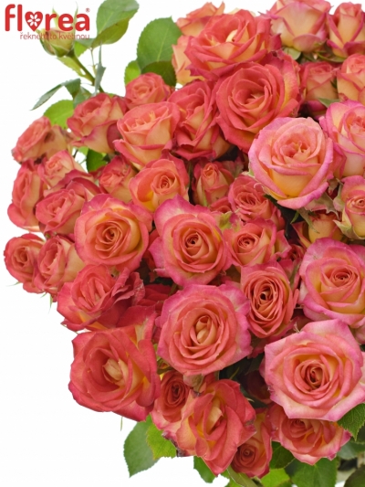 Růžová růže TR SUMMER DANCE 40cm/4+