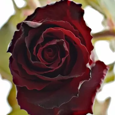 Červená růže trsová AMORE SUMMERFIELD 40cm/1+