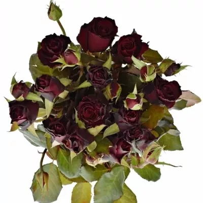 Červená růže trsová AMORE SUMMERFIELD 40cm/1+