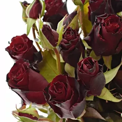 Červená růže trsová AMORE SUMMERFIELD 40 cm / 1+